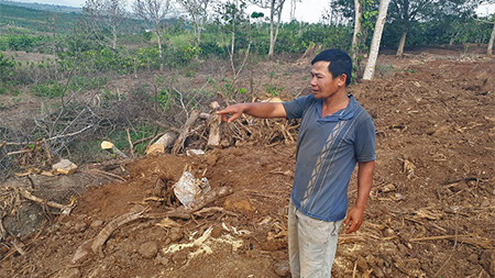 Chủ cây 'quái thú' ở Đắk Lắk: Người ta đưa tôi xấp giấy bảo ký