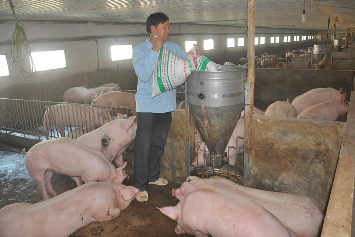 thịt lợn,giải cứu lợn,giải cứu nông sản,khủng hoảng thừa,giá thịt lợn giảm,người chăn nuôi