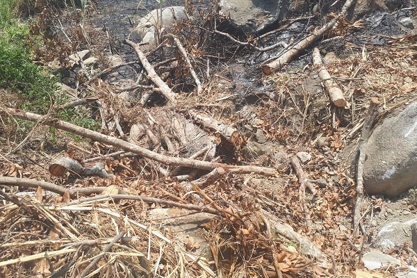 Bí mật 3 cây đa sộp 'quái thú' từ đất Đắk Lắk