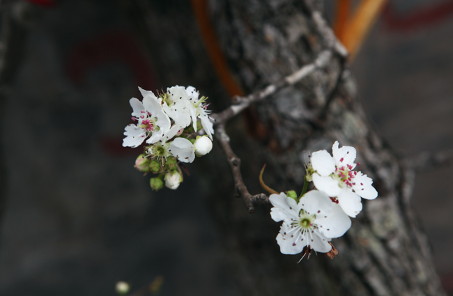 Nguồn gốc, ý nghĩa ngày Tết Thanh minh