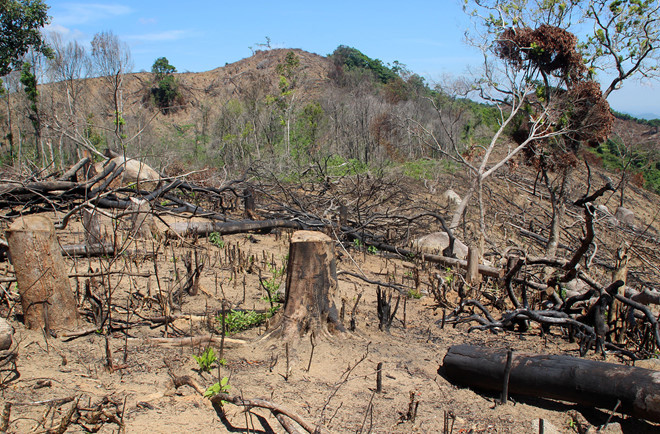Phá 1.500m2 rừng đặc dụng: xử phạt hành chính?