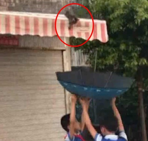 Hai bé trai cứu chú mèo mắc kẹt bằng cách cực kỳ thông minh