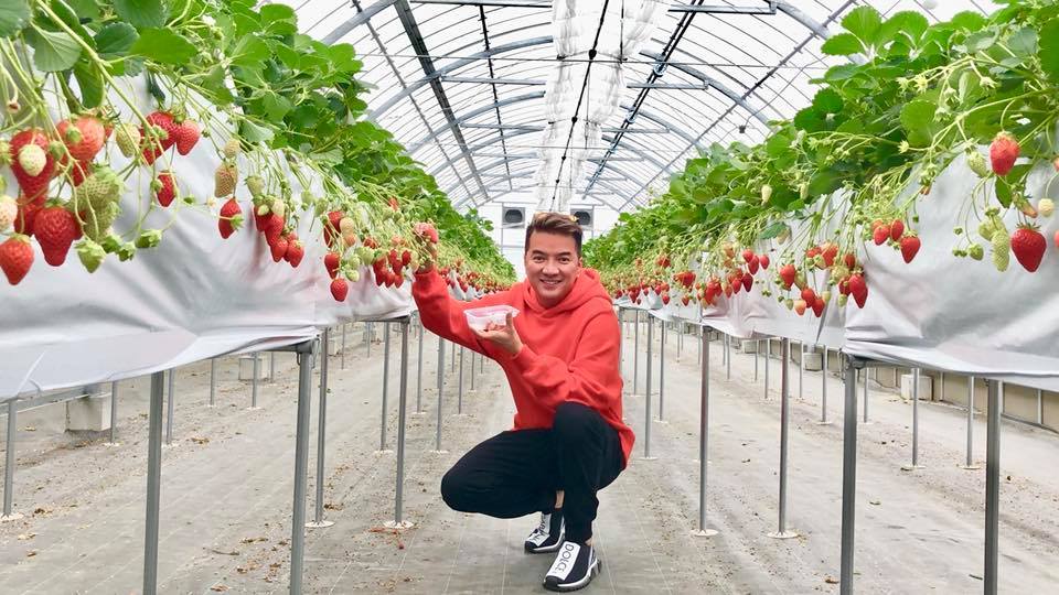 đàm vĩnh hưng dâu tây