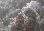 Hiếm gặp: Bông đỗ quyên rực lửa thành hoa tuyết trên đỉnh Fansipan