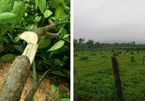 Độc ác: Gần 200 cây bưởi Phúc Trạch bị chặt ngang gốc trong đêm