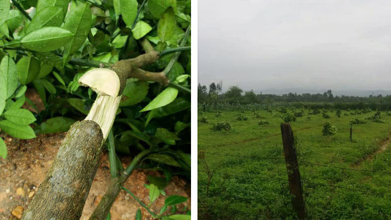 Độc ác: Gần 200 cây bưởi Phúc Trạch bị chặt ngang gốc trong đêm