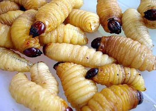 Đuông chà là - đặc sản Cà Mau nhiều người 'chết khiếp'