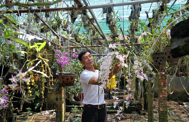 Ngất ngây với vườn lan rừng 3 tỷ ở Lâm Đồng