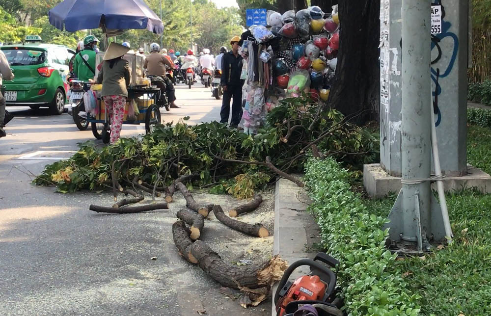 Cô gái ở Sài Gòn bất tỉnh khi bị nhánh cây rơi trúng đầu