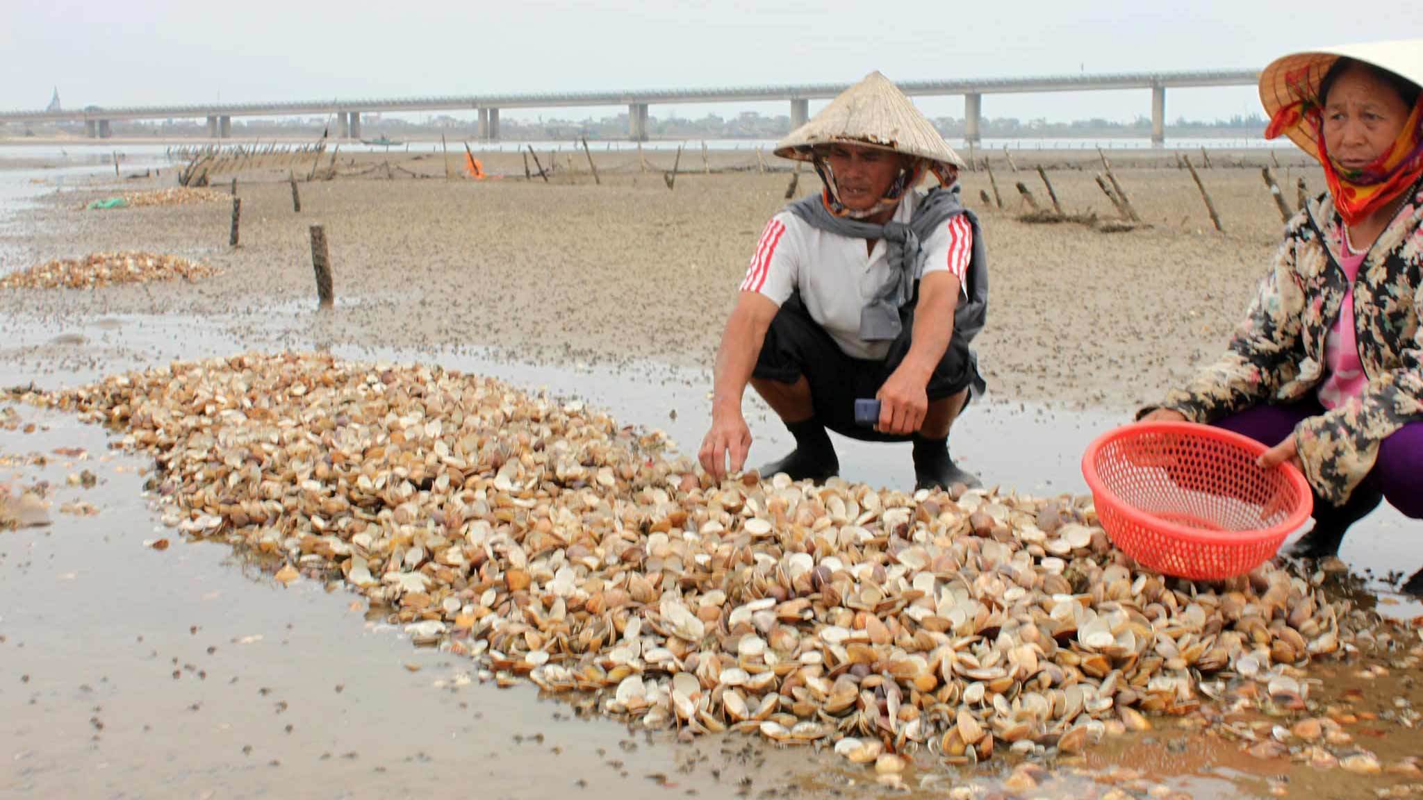 Hà Tĩnh: Dân cay đắng ngồi nhìn nghêu chết trắng bãi