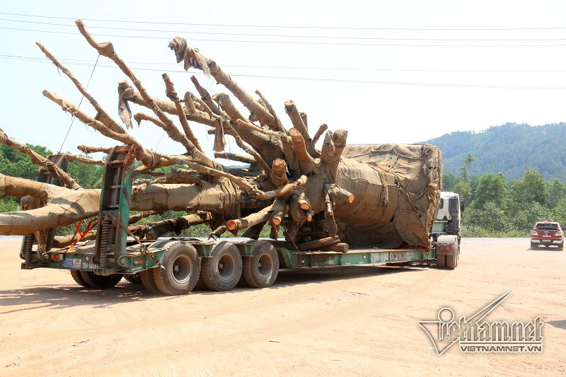 Tổng cục Đường bộ sẽ thu hồi ‘bảo bối’ xe chở cây ‘quái thú’