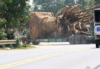 Cục CSGT: Không có 'bảo kê' xe chở cây ‘quái thú’ lọt 19 tỉnh thành
