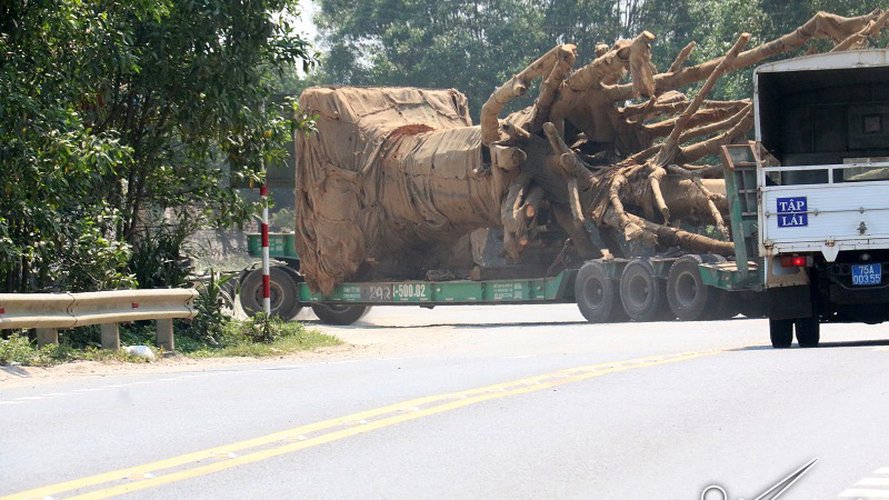 Cục CSGT: Không có 'bảo kê' xe chở cây ‘quái thú’ lọt 19 tỉnh thành
