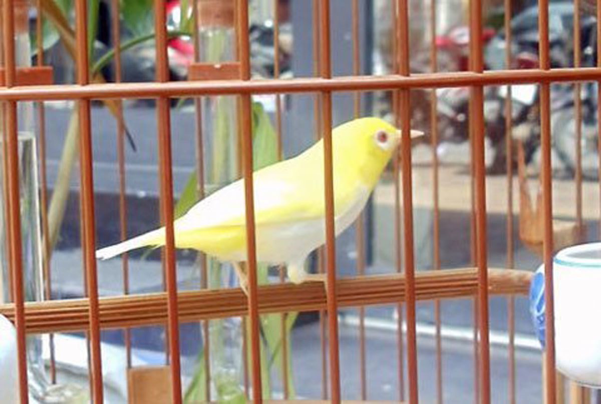 Cận cảnh những con chim lạ, đẹp khó tả ở Sài Gòn - Báo Phụ Nữ
