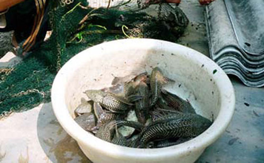 Cá Ma xuất hiện, hiểm họa trên sông, nông dân khiếp sợ