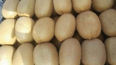 Kiwi giải nhiệt: Hàng Tàu ngập tràn, bỗng nhiên mất tích bí ẩn Kiwi giải nhiệt: Hàng Tàu ngập tràn, bỗng nhiên mất tích bí ẩn
