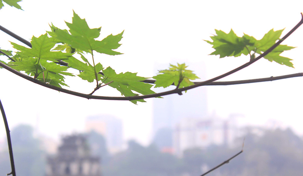 cây phong lá đỏ