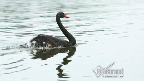 Thiên nga đen hồ Thiền Quang bị thương do trúng lưỡi câu trộm