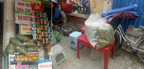 Nguy hại vì dùng dây thìa canh&nbsp;trị tiểu đường&nbsp;sai cách