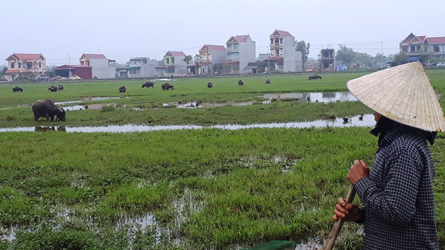 Chỉ có ở Thanh Hóa: Chăn trâu bò phải đóng phí cỏ