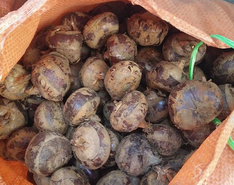 Bảy loại quả Trung Quốc bán tràn chợ Việt: Đẹp long lanh, rẻ như rau