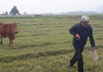 Chăn trâu bò phải đóng phí cỏ ở Thanh Hóa: Diễn biến mới nhất