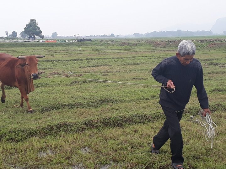 Chăn trâu bò phải đóng phí cỏ ở Thanh Hóa: Diễn biến mới nhất