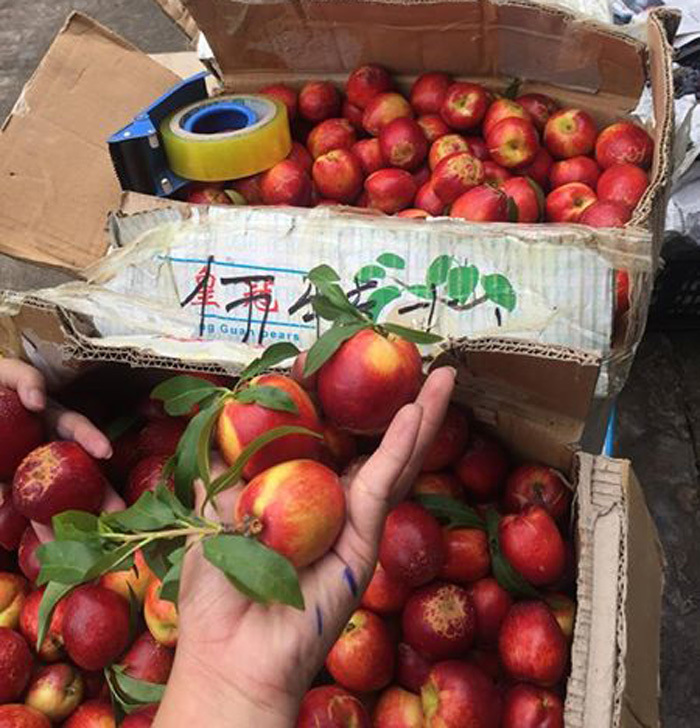 táo trung quốc,nho trung quốc,đào trung quốc,thanh mai trung quốc,hoa quả trung quốc,dâu tây trung quốc,hoa quả giá rẻ,kiwi trung quốc