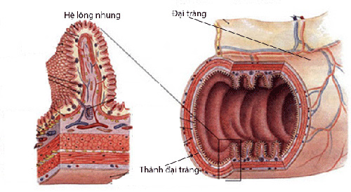 ‘Chìa khóa vàng’ giúp cải thiện viêm đại tràng