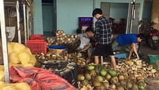 Tẩy trắng dừa bằng hóa chất lạ để tuồn vào resort Tẩy trắng dừa bằng hóa chất lạ để tuồn vào resort