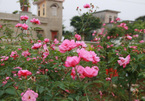 Ngắm vườn hồng cổ 'nghìn người mê' của anh nông dân Ninh Bình