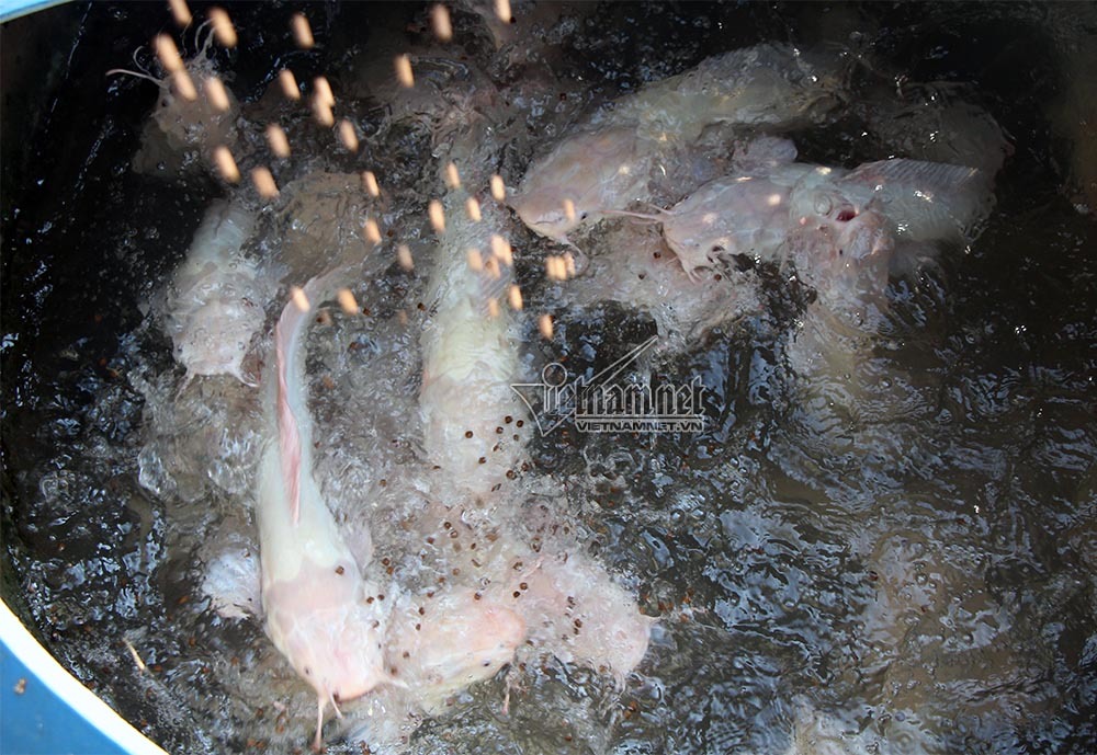 ‘Thuỷ quái’ miền Tây: Ngàn con cá trê hồng đột biến gen kỳ lạ