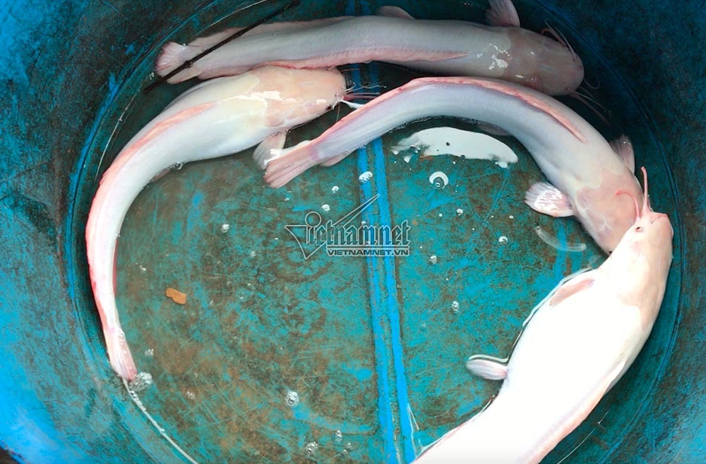 ‘Thuỷ quái’ miền Tây: Ngàn con cá trê hồng đột biến gen kỳ lạ