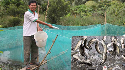 Kỳ lạ đàn cá lóc bay theo nhịp lệnh... vạn người đổ về xem