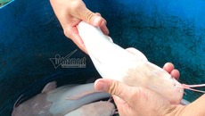 ‘Thuỷ quái’ miền Tây: Ngàn con cá trê hồng đột biến gen kỳ lạ