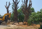 Hé lộ đích đến và hợp đồng trăm triệu chở cây ‘quái thú’