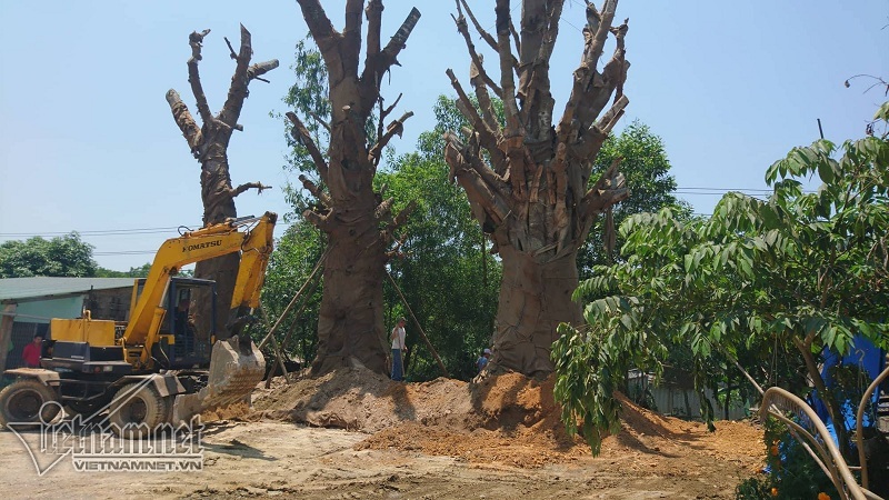 Hé lộ đích đến và hợp đồng trăm triệu chở cây ‘quái thú’