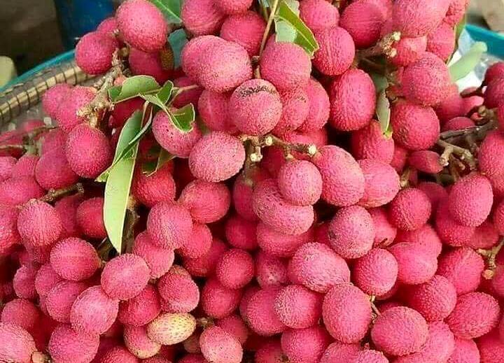 Quả rừng đỏ au: Món lạ dầm muối ớt lên cơn sốt quà vặt