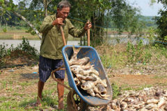 Cá chết trắng đập ở Bình Phước, thiệt hại nhiều tỷ đồng