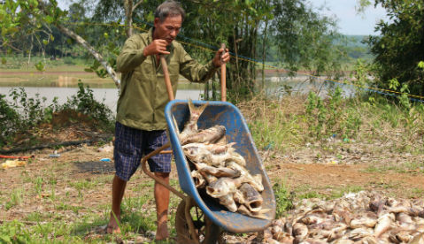 Cá chết trắng đập ở Bình Phước, thiệt hại nhiều tỷ đồng