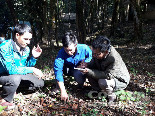 Căng thẳng săn 'chuột quý tộc' ở Kon Tum