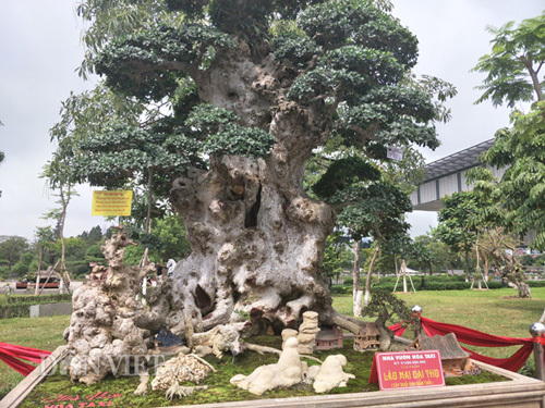 Duối kiểng 'Lão mai đại thọ' được trả hàng chục tỷ đồng đẹp cỡ nào?