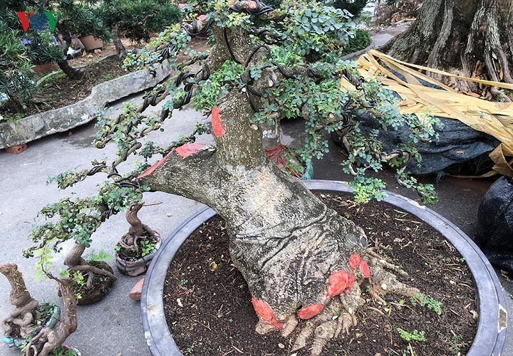 Ngắm cây cần thăng dáng 'độc', giá hơn 10.000 USD