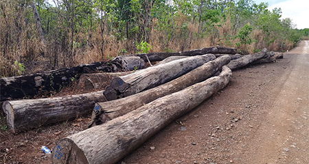 Vụ gỗ lậu ở Đắk Lắk: Bắt khẩn cấp trùm Phượng 'râu' và đồng phạm