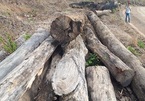Biên phòng lên tiếng về vụ bắt gỗ lậu và trùm Phượng 'râu' ở Đắk Lắk