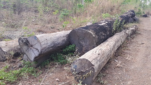 Bắt gỗ lậu tại Đắk Lắk: Vườn Quốc gia Yok Đôn báo cáo gì?