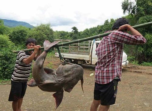 'Quái ngư' sông Đà và những cuộc vật lộn ly kỳ giữa người và cá