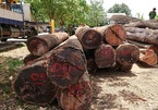 Vụ gỗ lậu ở Đắk Lắk: Bắt đàn em thân tín của trùm Phượng 'râu'