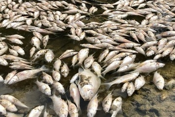 Cá chết trắng dọc 10km sông, bốc mùi hôi thối nồng nặc