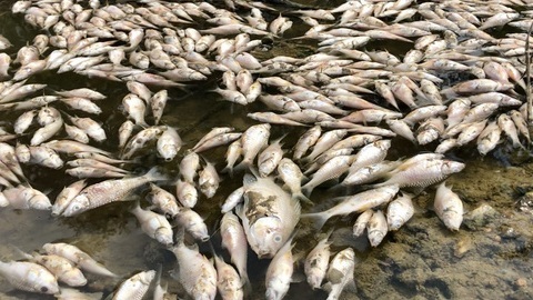 Cá chết trắng dọc 10km sông, bốc mùi hôi thối nồng nặc